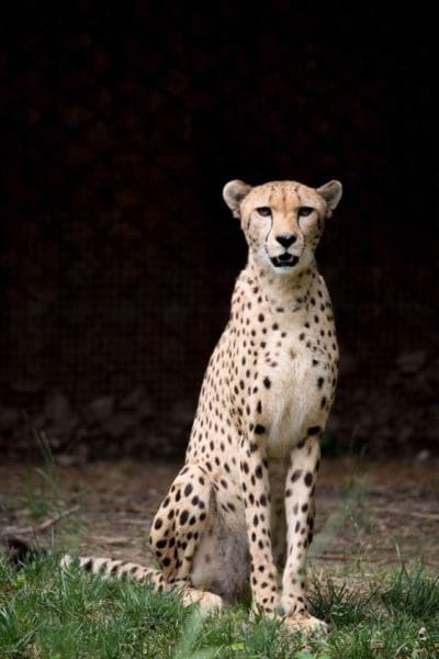 Cheetah at Memphis zoo