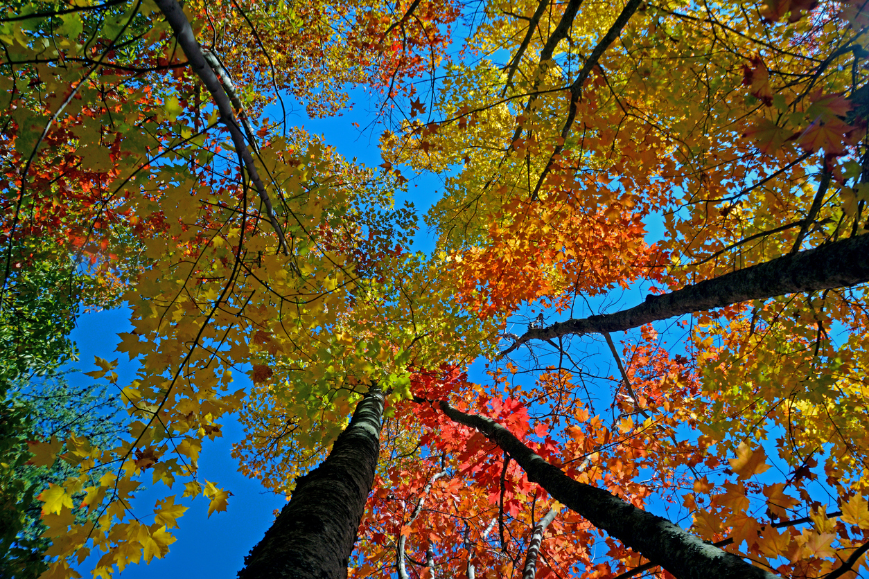 5 Beautiful Places to Enjoy the Fall Foliage Near Memphis
