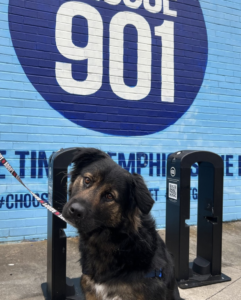 Celebrating Adopt a Senior Pet Month in Memphis