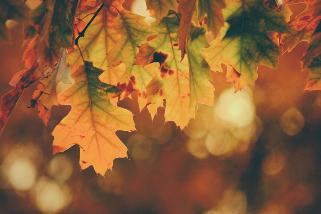 Upcoming November Holidays and Where to Celebrate in Memphis
