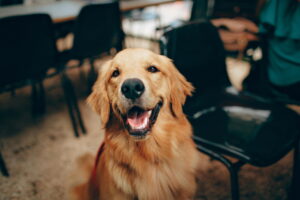 8 Pet-Friendly Hotels in Memphis