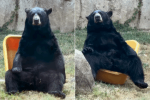 Memphis Zoo’s Black Bear River Goes Viral for His Creative Use of a Wheelbarrow