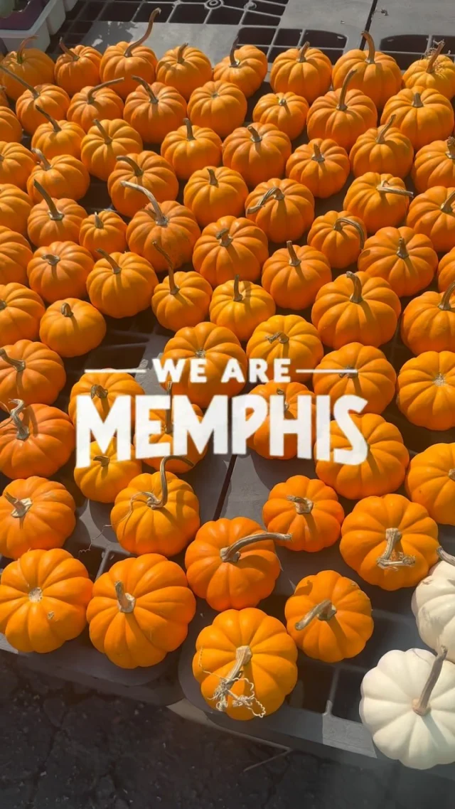 Get in the Halloween spirit, Memphis! 🎃👻 Whether you’re hunting for unique decor at @paradoxatpeco (real skeleton alert!), or picking up pumpkins and fall plants at @midtownnursery, there’s plenty of ways to enjoy spooky season in the city! 

#SpookySeason #HalloweenInMemphis #WeAreMemphis #SupportLocal #BringYourSoul