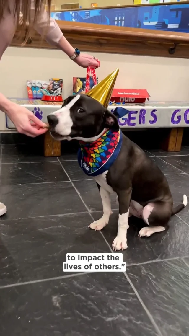 Did you catch this story during #MentalHealthAwarenessMonth? 💙

We’re proud to see a University of Memphis program making it to the national spotlight—thanks to none other than @SimoneBiles. 🐾✨

Meet Simone the Therapy Dog, named after the GOAT herself, who brings joy, comfort, and emotional support to students at University Middle School. What started as a rescue story is now a powerful example of healing, love, and mental health advocacy right here in Memphis.

Shoutout to Simone and her human, Dr. Sally, for reminding us how impactful compassion can be—one student, one tail wag at a time. #TheyFuelUs #MentalHealthMatters #WeAreMemphis 

📹: repost from @uofmemphis